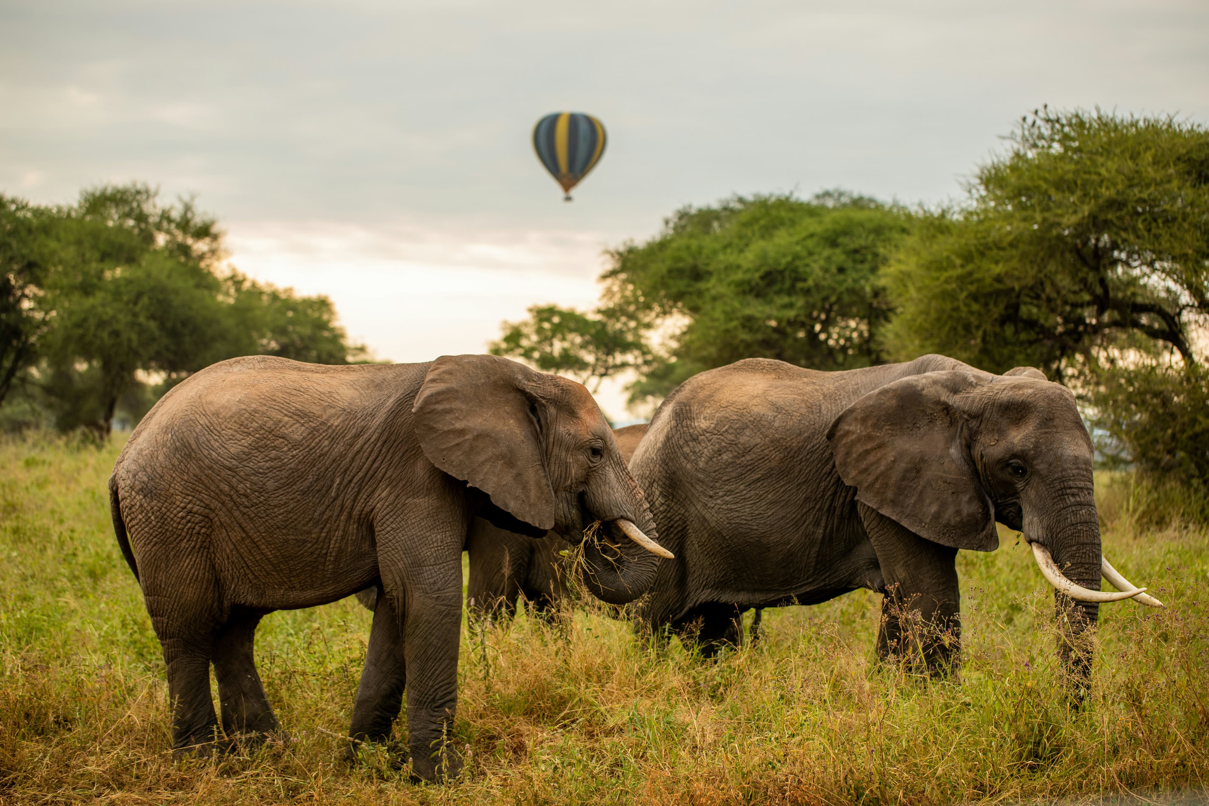 Serengeti Safari